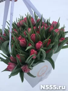 Тюльпаны опт 2025