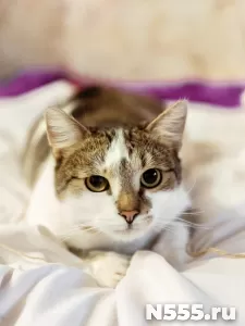котика Бантика избили и выбросили умирать фото