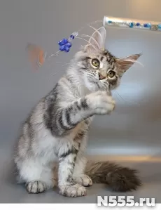 Котята мейн-кун