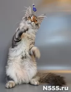 Котята мейн-кун фото 3