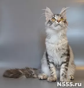 Котята мейн-кун фото 4