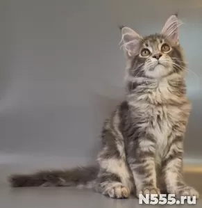 Котята мейн-кун фото 9