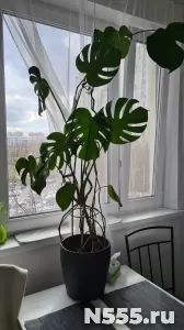 Монстера, растение
