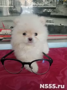 Щенки мини щпиц