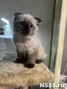 Невские маскарадные котята фото 4