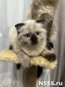Невские маскарадные котята фото 1