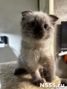 Невские маскарадные котята фото 5