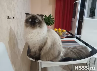 Невские маскарадные котята фото 7