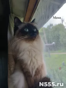 Невские маскарадные котята фото 6