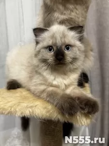 Невские маскарадные котята фото