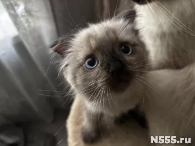 Невские маскарадные котята фото 3