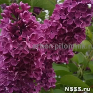 Саженцы и крупномеры сирени из Подмосковного питомника фото 1