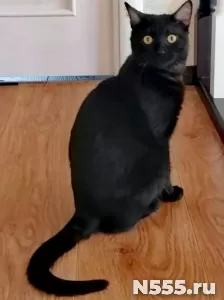 у котика умер хозяин помогите