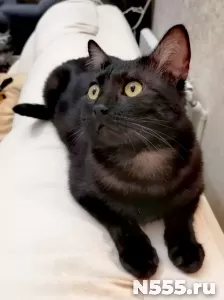 у котика умер хозяин помогите фото 1