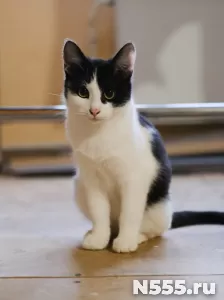 котенка Мишу никто не замечает