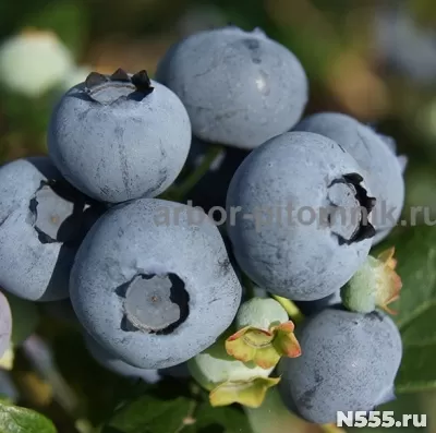 Саженцы голубики из питомника с доставкой и посадкой