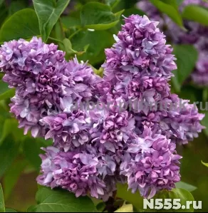 Саженцы сирени из питомника, каталог с сортами