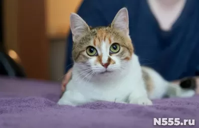 кошечка Алиса ищет семью