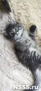 шикарный котенок в дар