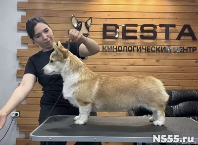 Вельш корги пемброк