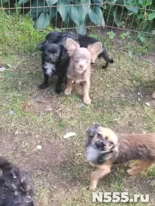 Гламурные щенки Чихуахуа  мальчики и девочки