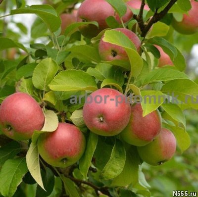 Крупномеры яблонь, саженцы яблони и плодовых деревьев в Моск