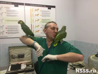 Лечение птиц в Москве. фото