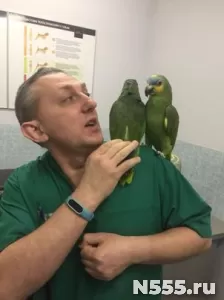 Лечение птиц в Москве. фото 2