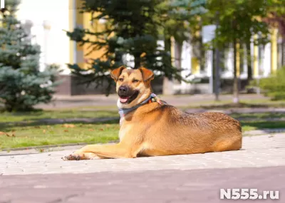 Рекси солнечная собака украсит ваше одиночество фото 1