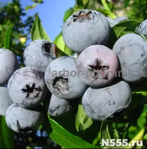 Саженцы голубики из питомника с доставкой фото 2